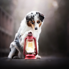 Lamp, dog, Australian Shepherd