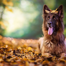 Leaf, dog, German Shepherd