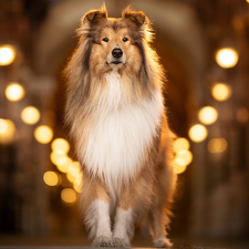 light, dog, Scottish Shepherd