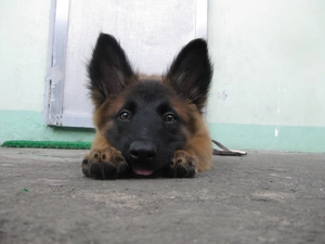 Belgian Shepherd Malinois, Head, feet