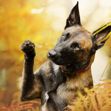 Belgian Shepherd Malinois, dog, fern