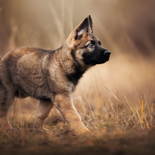 Belgian Shepherd Malinois, dog, Puppy