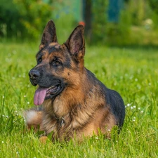 German Shepherd, Meadow, grass, dog