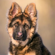 muzzle, Puppy, German Shepherd
