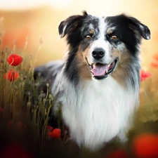 papavers, dog, Australian Shepherd