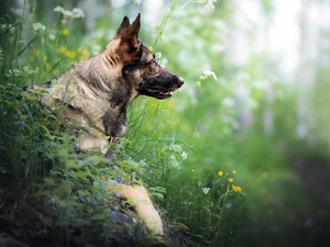 Plants, dog, German Shepherd