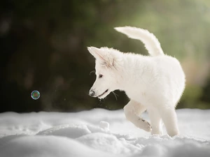 dog, White Swiss Shepherd, bubble, Puppy