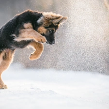 snow, Puppy, German Shepherd