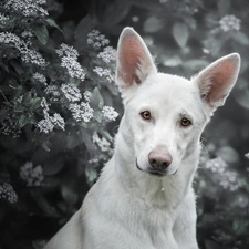 Shepherd US-Canadian, dog, Bush, Flowers, muzzle, White Swiss Shepherd