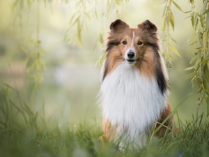 Twigs, dog, Scottish Shepherd