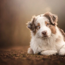 White-brown, Australian Shepherd