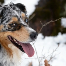 winter, dog, Australian Shepherd