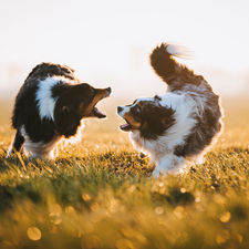 Two cars, Australian Shepherds, play, Dogs