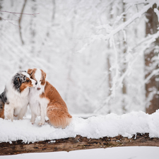 Two cars, Australian Shepherds, winter, Dogs