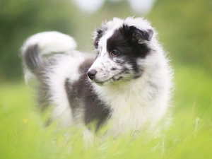 shetland Sheepdog, grass