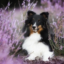 shetland Sheepdog, heather