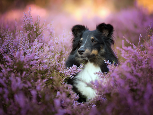 shetland Sheepdog, heathers