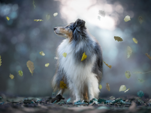 Leaf, dog, shetland Sheepdog