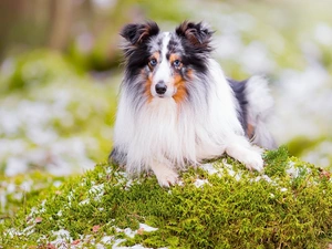 shetland Sheepdog, Moss