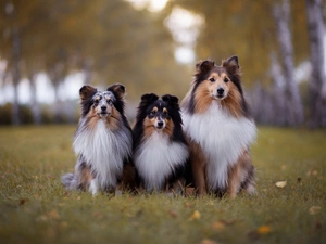 Shetland Sheepdogs, Park