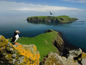 Islands, Bird, Maskonur, Shiant