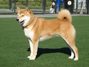 Beatyfull, Shiba inu, grass, Big