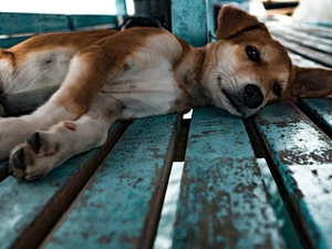 lying, Shiba inu, Bench, dog