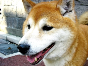 Shiba inu, mouth