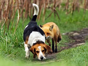 dog, ginger, fox, shooting