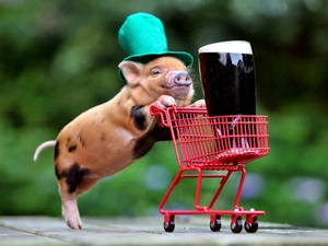 small, guinea pig, shopping, Funny monkey