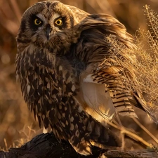 owl, Twigs, Plants, Short-eared Owl