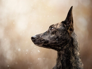dog, muzzle, snow, Short Haired Dutch Shepherd