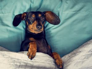 Bedding, dog, Dachshund Shorthair