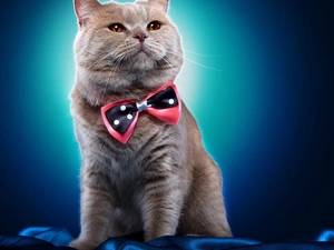 Shorthair, cat, British