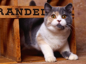 Shorthair, cat, British