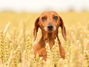 Shorthair, dog, dachshund