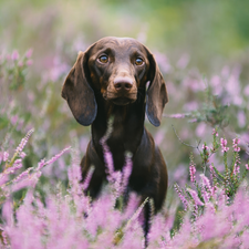 heathers, Brown, Dachshund Shorthair