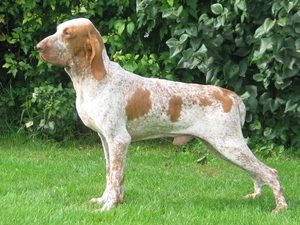 Italian Shorthair Pointer, Bracco italiano