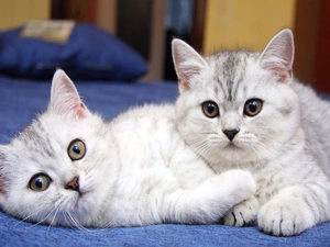 British Shorthair, Two cars, puss