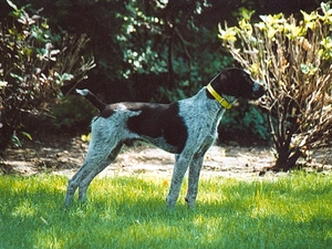 dog-collar, German Shorthaired Pointer, Yellow Honda