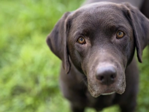 dog, muzzle, German Shorthaired Pointer, sad