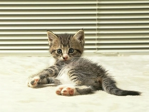 Shutters, Gray, kitten