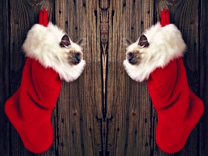 socks, Nicholas, puss, Siamese, Two cars