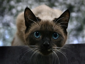 Siamese Cat