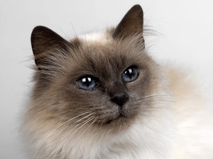 Siamese Cat