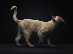 cat, raised, tail, siamese