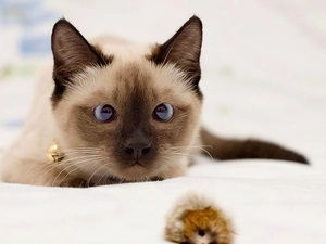 cat, Eyes, toy, siamese