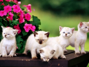 Flowers, summer, puss, Siamese, Bench, Garden