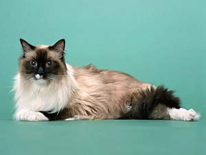 Siamese Cat, hair