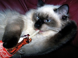 thirsty, Coca Cola, Siamese Cat, kitten